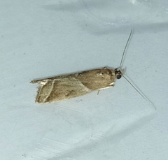 Nyctegretis lineana