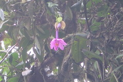 Passiflora cumbalensis