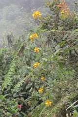 Cyrtochilum macranthum