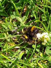 Bombus