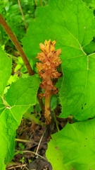 Orobanche flava