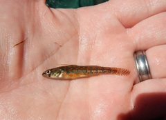 Etheostoma exile
