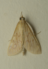 Ostrinia