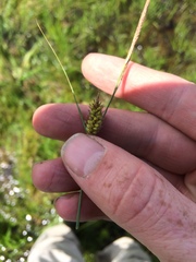 Carex lasiocarpa