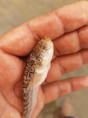 Dactyloscopus amnis