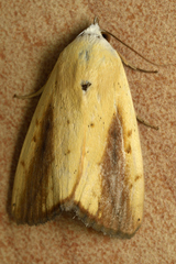 Xanthodes intersepta