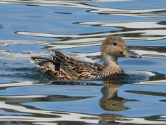 Anas platyrhynchos × acuta
