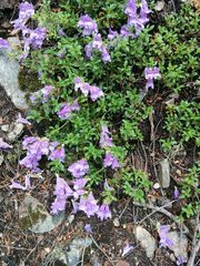Penstemon davidsonii