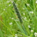 Marsh Foxtail - Photo (c) Sean Blaney, some rights reserved (CC BY-NC), uploaded by Sean Blaney