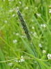 Marsh Foxtail - Photo (c) Sean Blaney, some rights reserved (CC BY-NC), uploaded by Sean Blaney