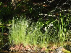 Trichophorum alpinum