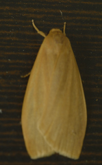 Eilema sororcula