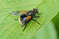 Mesembrina decipiens