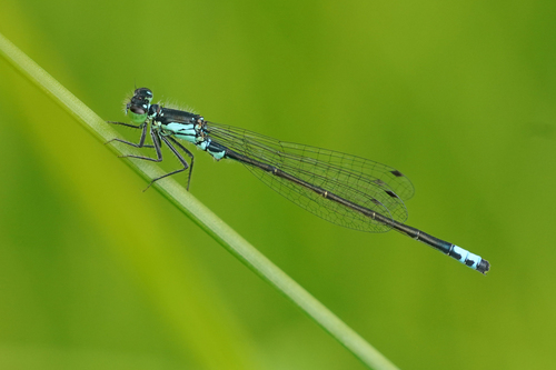 Plains Forktail