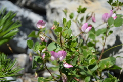 Ononis rotundifolia