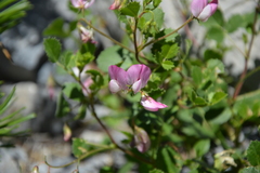 Ononis rotundifolia
