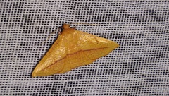 Striglina