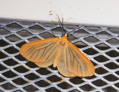Eubaphe