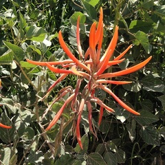 Erythrina leptorhiza