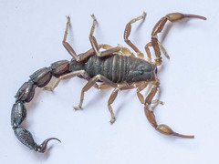Parabuthus granulatus