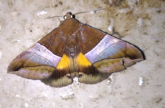 Bastilla fulvotaenia