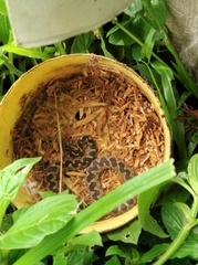 Leptodeira ashmeadii