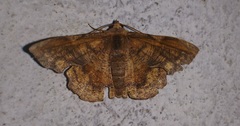 Fascellina