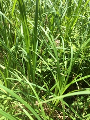 Carex lacustris