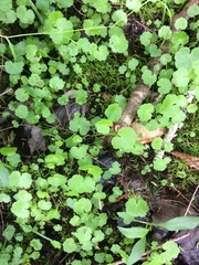 Hydrocotyle americana