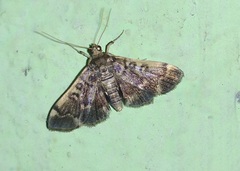 Glycythyma