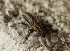 Scaphomorphus