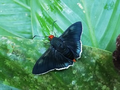 Passova ganymedes