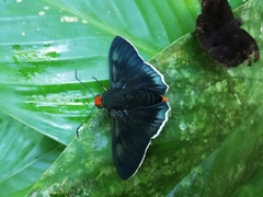 Passova ganymedes