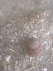 Helix albescens