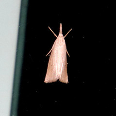 Eoreuma densellus