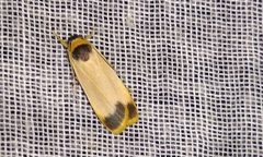 Thysanoptyx