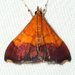 Bicolored Pyrausta Moth - Photo (c) suegregoire, some rights reserved (CC BY-NC), uploaded by suegregoire