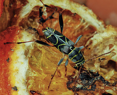 Neoclytus scutellaris