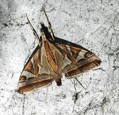 Agrioglypta