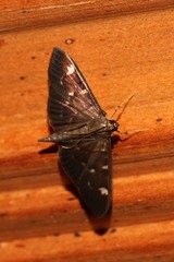 Pramadea ovialis