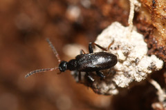 Anidorus nigrinus