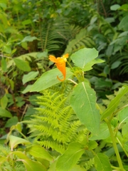 Impatiens capensis