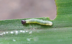 Amblyscirtes aesculapius