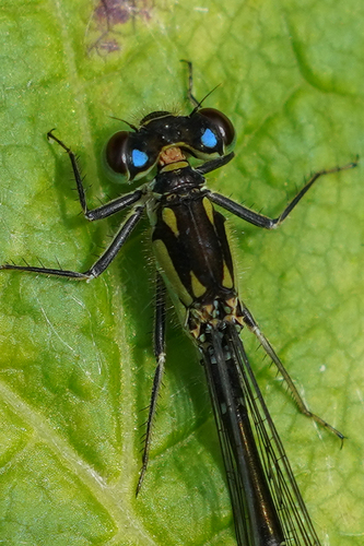 Plains Forktail
