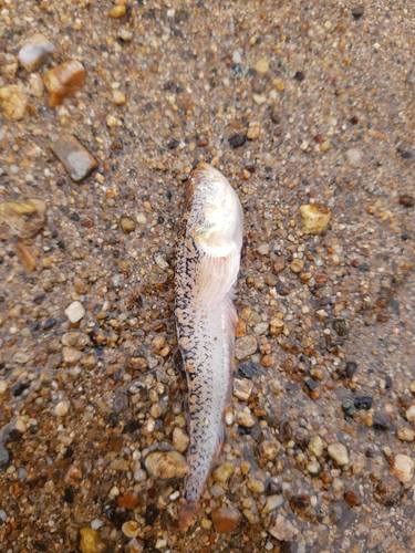 Riverine stargazer (Dactyloscopus amnis) — Dactyloscopidae — 2