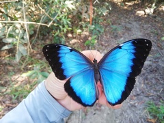 Morpho helenor ululina