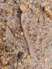 Dactyloscopus amnis