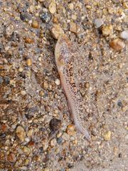 Dactyloscopus amnis