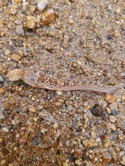 Dactyloscopus amnis