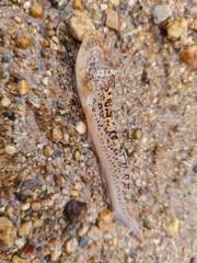 Dactyloscopus amnis